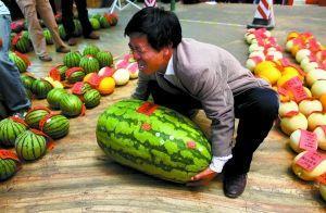 吃瓜比赛怎么赔钱的视频,揭秘视频中的赔钱玩法