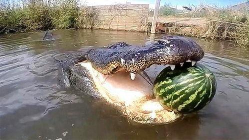 鳄鱼瓜怎样吃最好呢视频,视频揭秘最佳食用方法