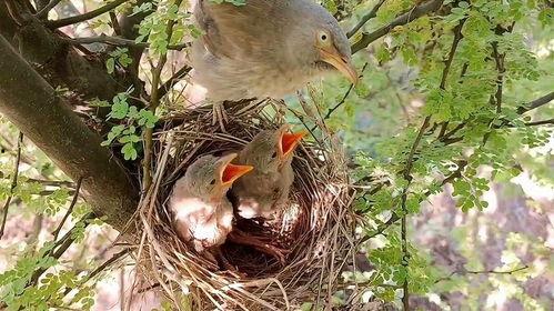 小鸟可以吃瓜尔胶吗视频,小鸟的神秘食物揭秘