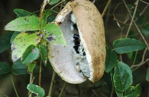 吃八月瓜视频完整版,视频完整版带你领略天然果实的魅力