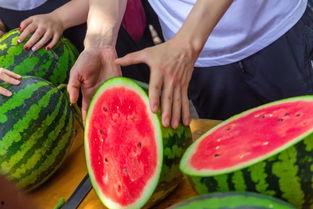 吃瓜视频名称,一场视觉盛宴背后的故事