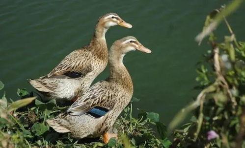 柯尔鸭吃瓜视频大全集,萌态百出大盘点