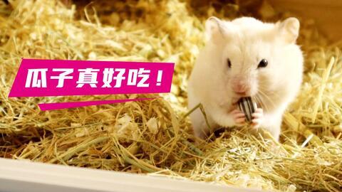 仓鼠可以吃瓜粒吗视频,揭秘仓鼠吃瓜粒的趣味瞬间