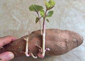 土瓜薯发芽可以吃吗视频,能否食用及安全指南