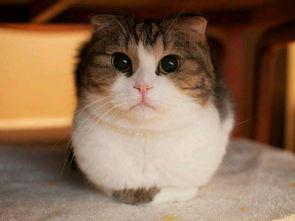 猫吃瓜视频大全可爱,猫吃瓜视频大全，可爱瞬间集结号