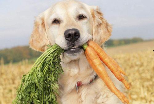 狗狗可以吃甜宝瓜嘛视频,狗狗的夏日美味新宠？