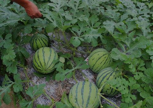 我想看山西的吃瓜视频,一网打尽晋地美食风情