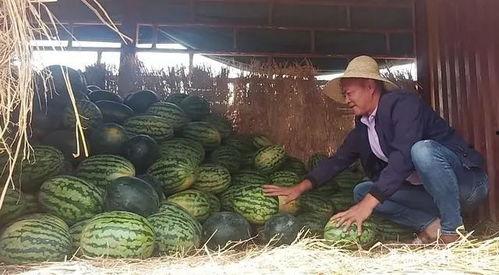 昆明呈贡吃瓜事件视频,一场网络热议的社区冲突揭秘