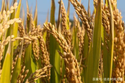 稻庄吃瓜视频大全最新版,最新版带你领略各路“瓜王”风采