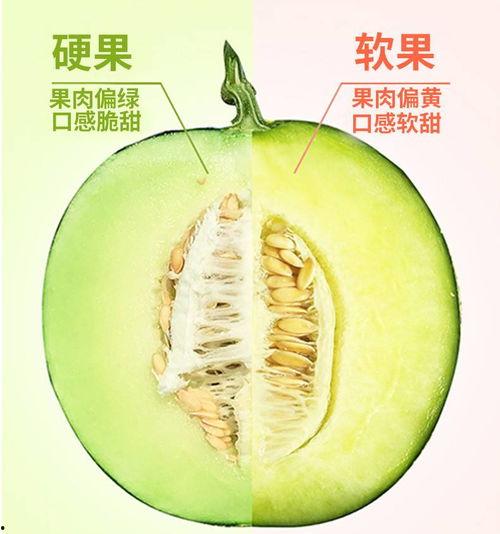 奶香蜜瓜不甜怎么吃视频,不甜也能美味可口