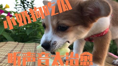 疫情期间狗狗吃瓜视频,狗狗吃瓜视频走红网络