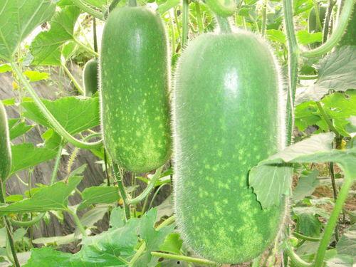 真人吃瓜素材视频大全,揭秘娱乐圈幕后故事