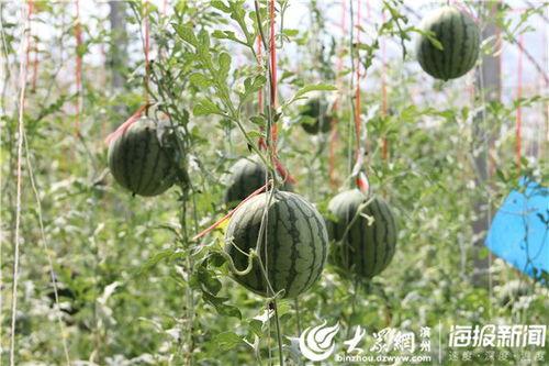 富宁近期热门吃瓜事件视频,揭秘近期热门事件视频背后的真相