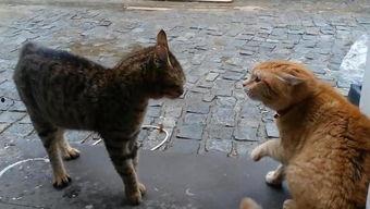 吃瓜围观猫打架视频,揭秘猫咪间的“吃瓜”围观瞬间