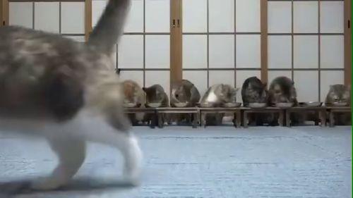 小露带你吃瓜的视频,一场别开生面的吃瓜之旅