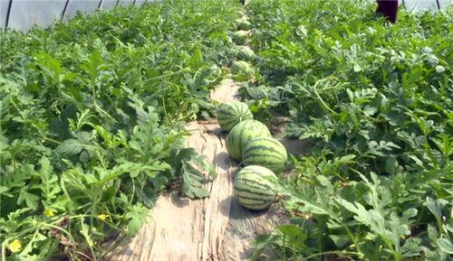 广饶最新吃瓜事件视频,视频揭秘惊人真相