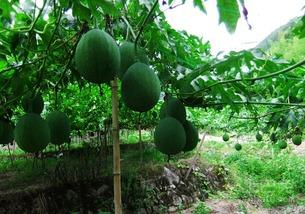 吃小吊瓜的视频,视频揭秘家常美味制作过程